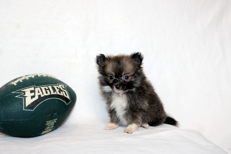 puppy, for, sale, Pomeranian, Matthew B. Stoltzfus, dog, breeder, Gap, PA, dog-breeder, puppy-for-sale, forsale, nearby, find, puppyfind, locator, puppylocator, aca